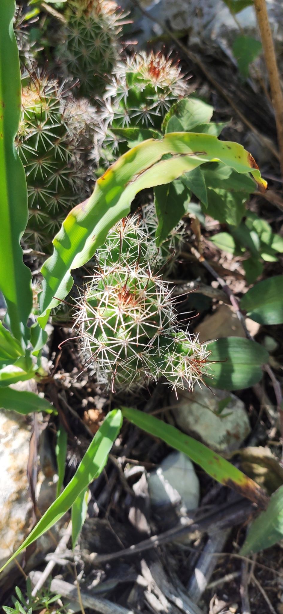 Mammillaria tonalensis